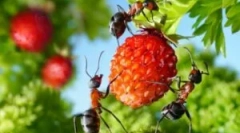 Jak radzić sobie z mrówkami ogrodowymi w obszarze kraju i ogród warzywny